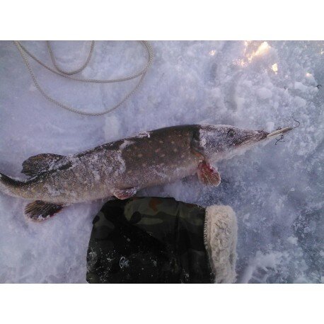 Ярославская ракета цвет Никель