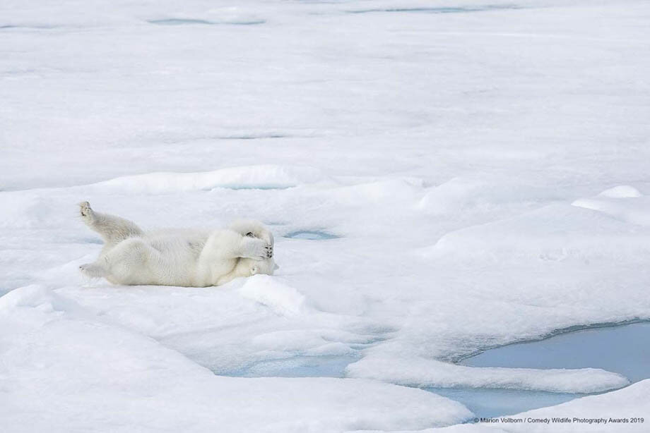 
© Marion Vollborn | Финалист The Comedy Wildlife Photography Awards 2019