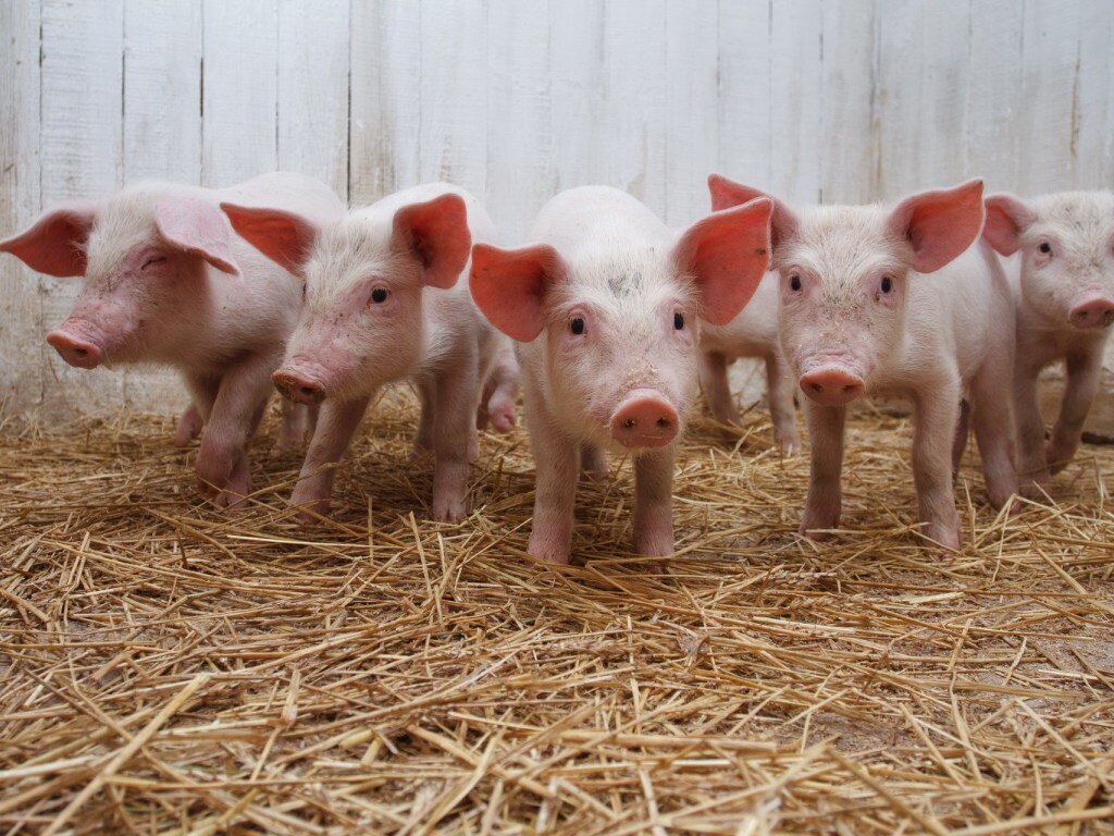Как выбрать породу свиньи?