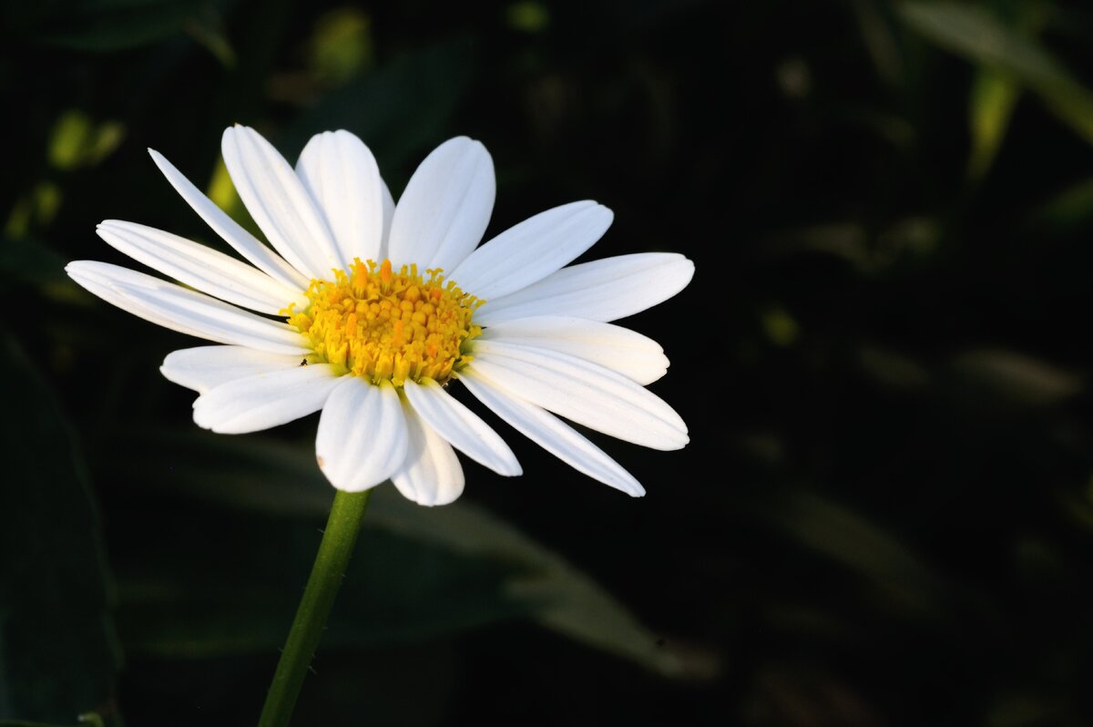 Photo by Peter Yang on Unsplash - https://unsplash.com/photos/JoS7hCn6jow