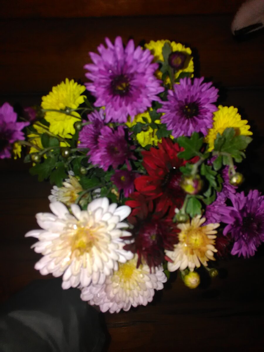 Фото автора ДАЧА в ЛЕСУ.