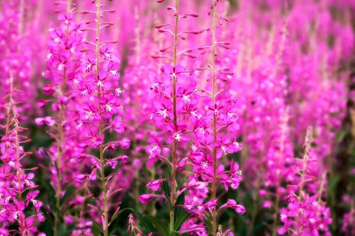 Источник: https://rastenievod.com/ivan-chaj-kiprej.html