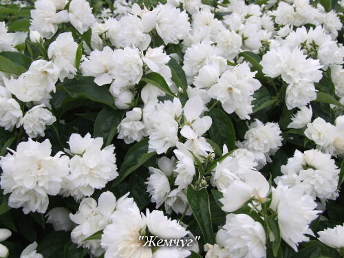 Чубушник "Жемчуг"