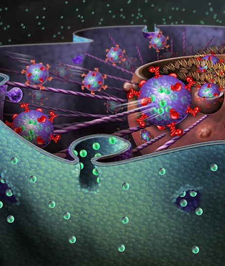 https://upload.wikimedia.org/wikipedia/commons/thumb/b/bb/Cell_nucleus.jpg/800px-Cell_nucleus.jpg