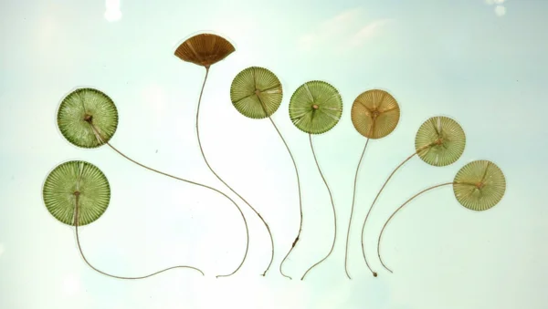 https://www.needpix.com/photo/421346/acetabularia-ryukyuensis-mermaids-wineglass-green-algae-aquatic-plant-flora-botany