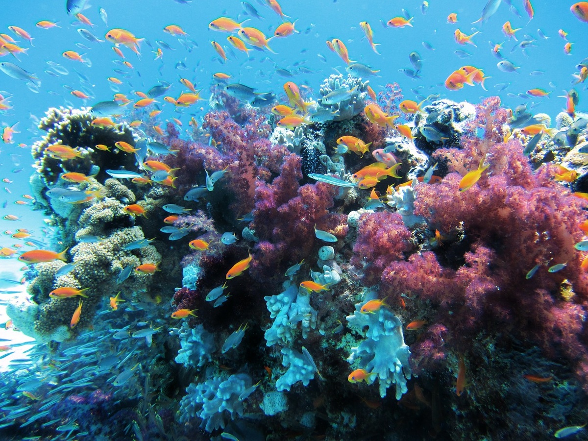 https://cdn.pixabay.com/photo/2013/06/08/17/06/underwater-123282_1280.jpg