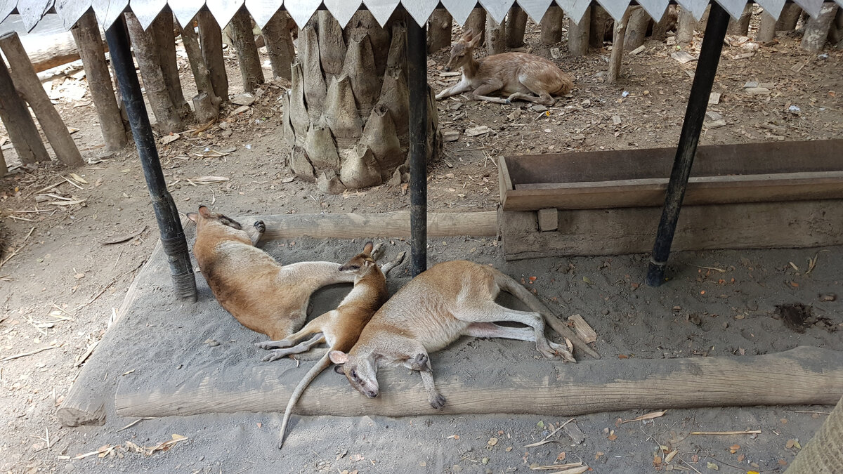 Кенгуру отдыхают после обеда