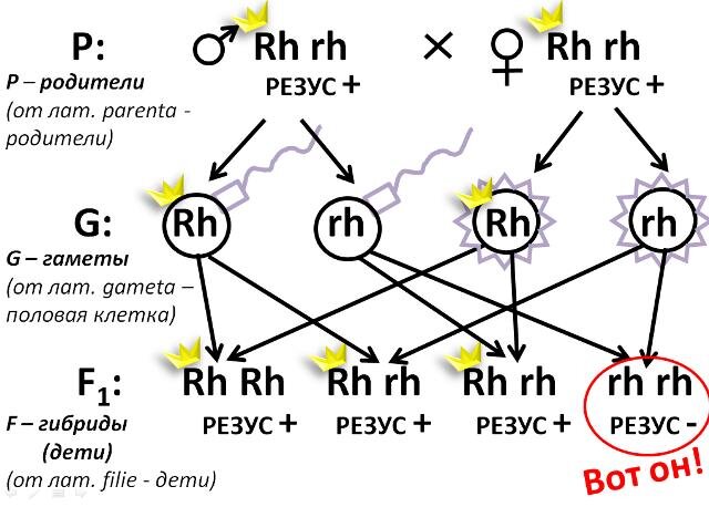 У резус-положительных родителей, если они гетерозиготны, вырабатывается по два сорта гамет: 1)Rh; 2)rh. Разные сочетания этих гамет могут сложиться и в генотип резус-отрицательного ребёнка