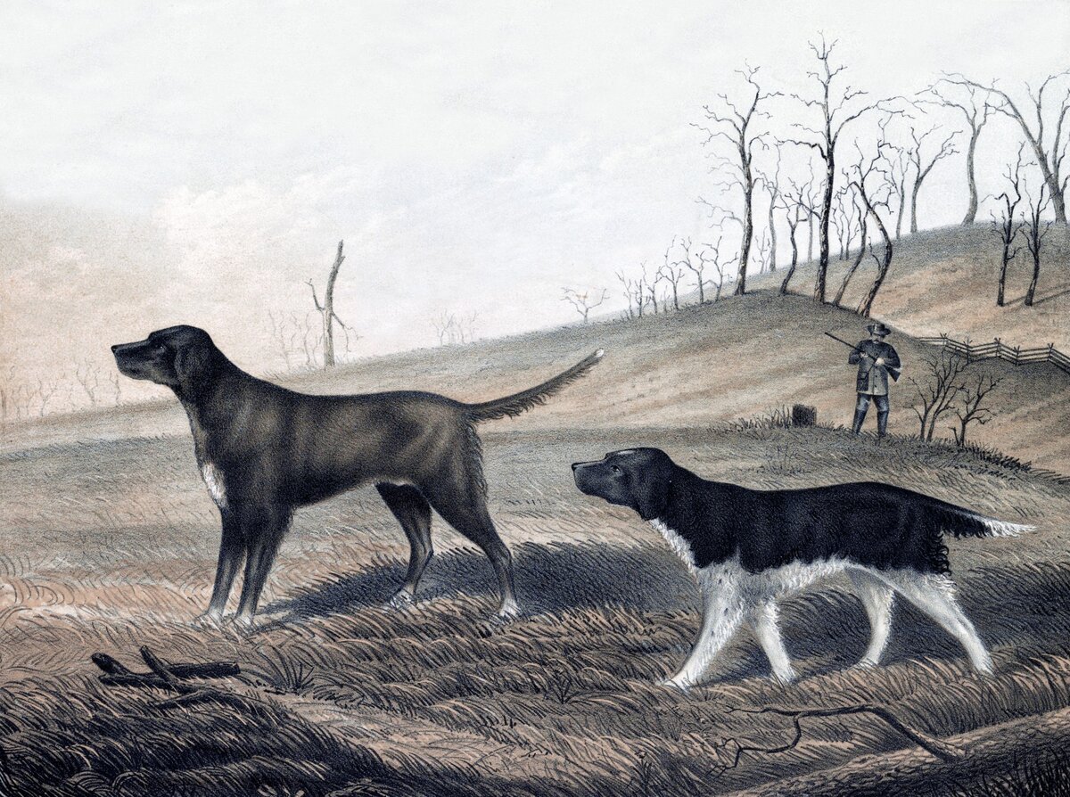линн боуг хант. раскраска охотничья собака. возвращение способностей охотничьего пса 7 глава. литературные псы генри. картина охотники.