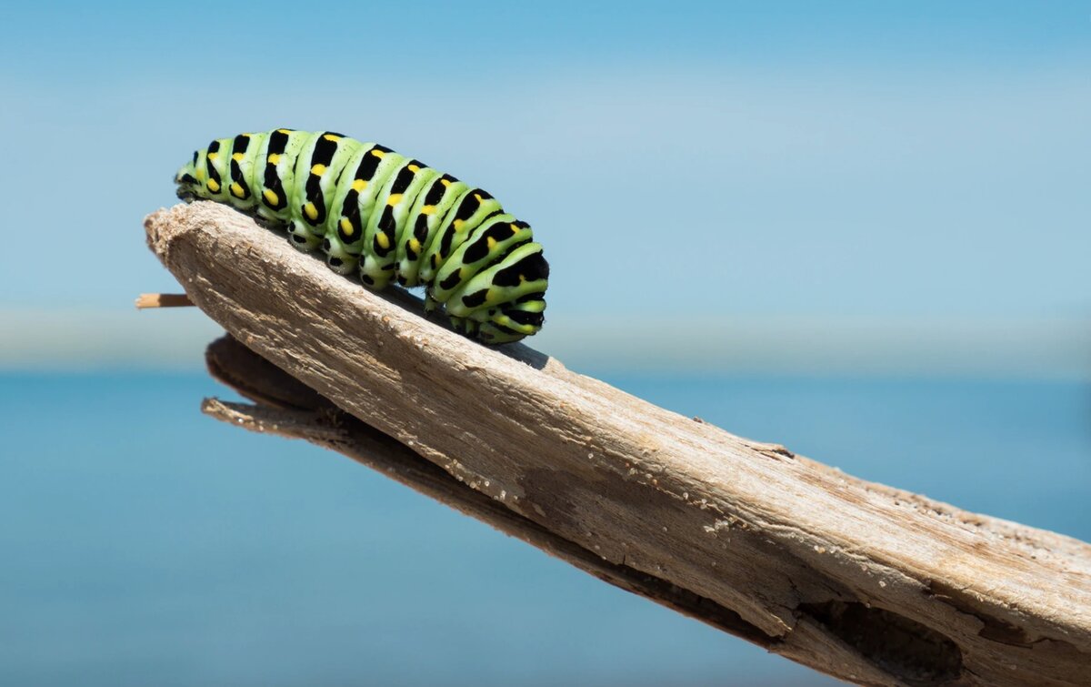 Не видите в гусенице еду? Зря! (фото alainwong, unsplash.com)