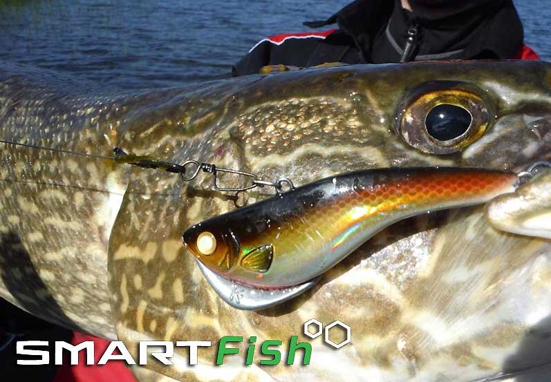   Многие владельцы Kamooki SmartFish отметили необычайную уловистость этих джиг приманок в процессе ловли озёрного судака и щуки. 
