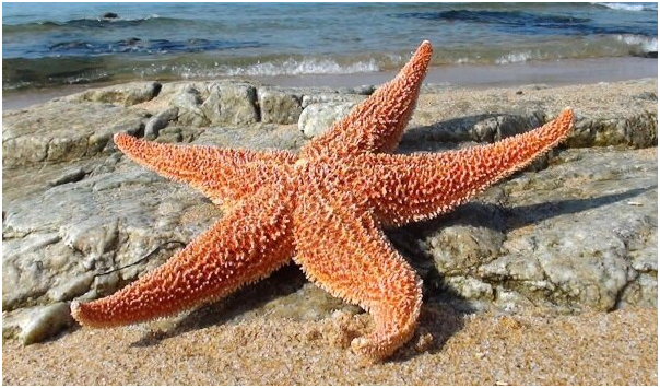 Фото с сайта: touristam.com. Морская звезда. Без комментариев.