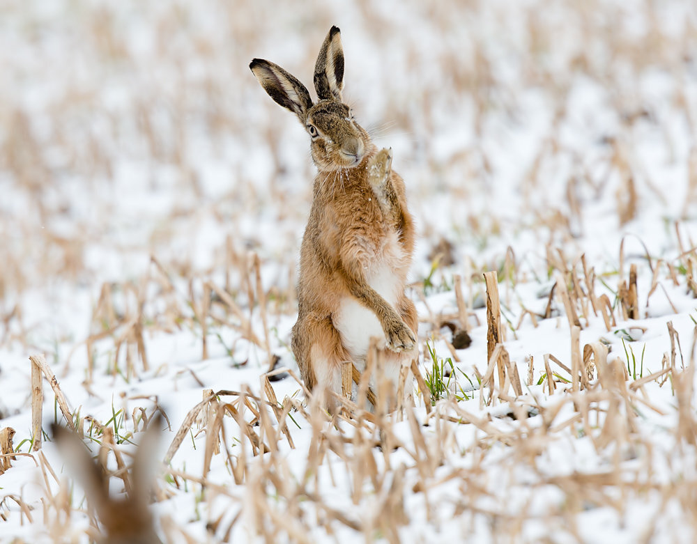 Русак к 8.2. Заяц-Русак. Степной заяц Русак. Заяц р. Lepus europaeus (Pallas, 1778) - заяц-Русак.