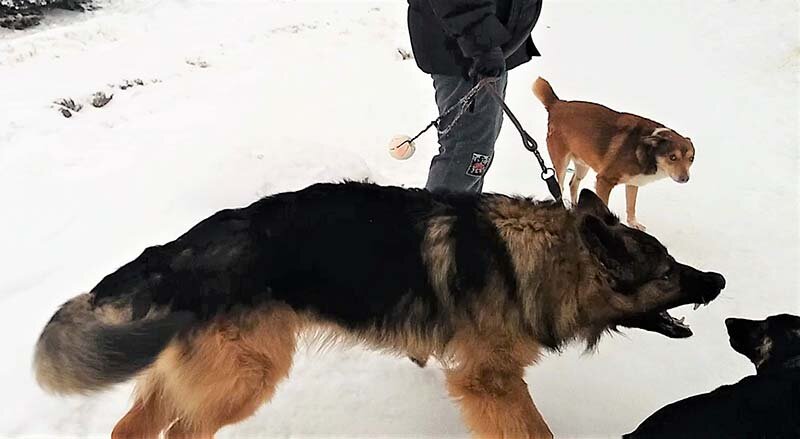 Зевс учит Кейси. Рыжий на заднем плане
