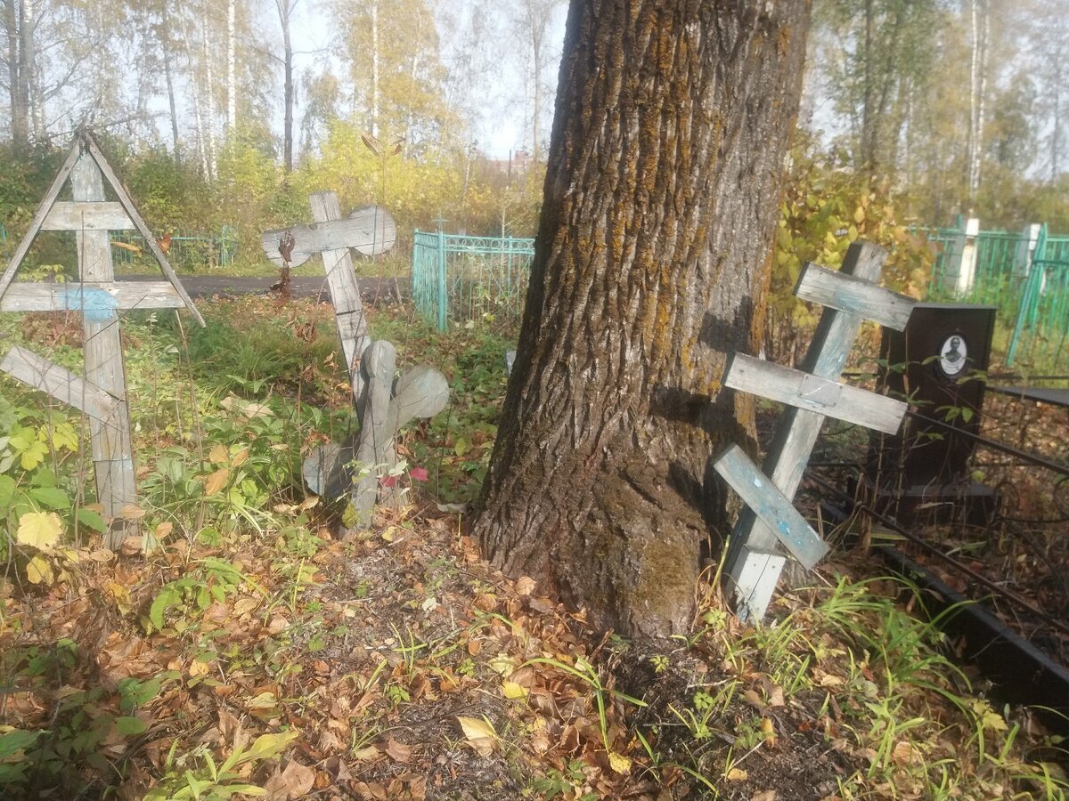 Тополю примерно 50 лет...