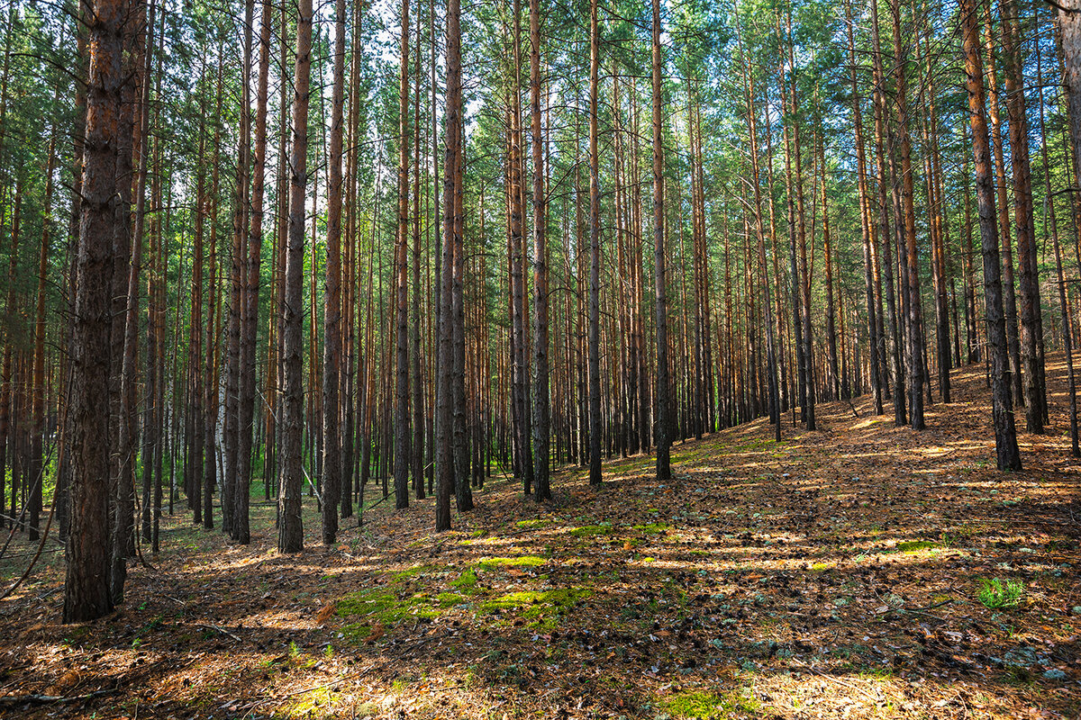 Сосны Караканский Бор Сибирь