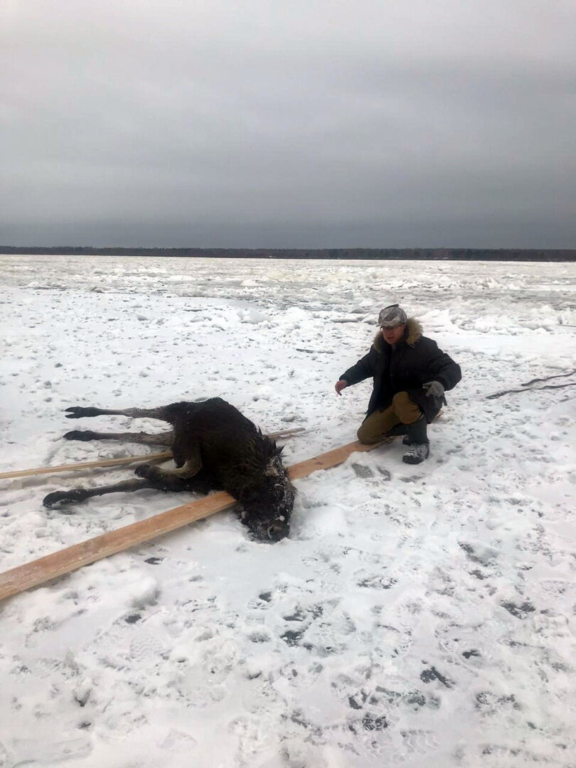 Лосиху вытащили и положили на лаги