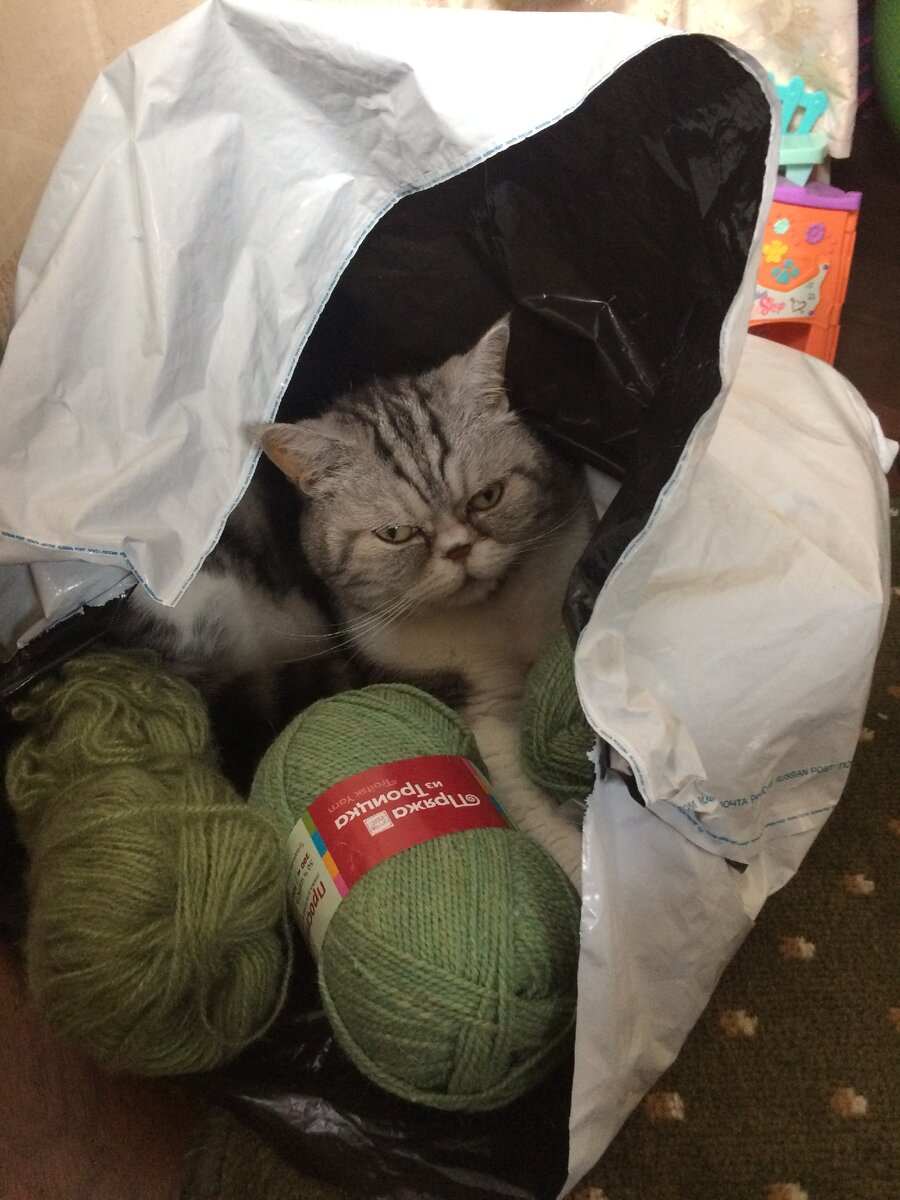 любят коты пакеты