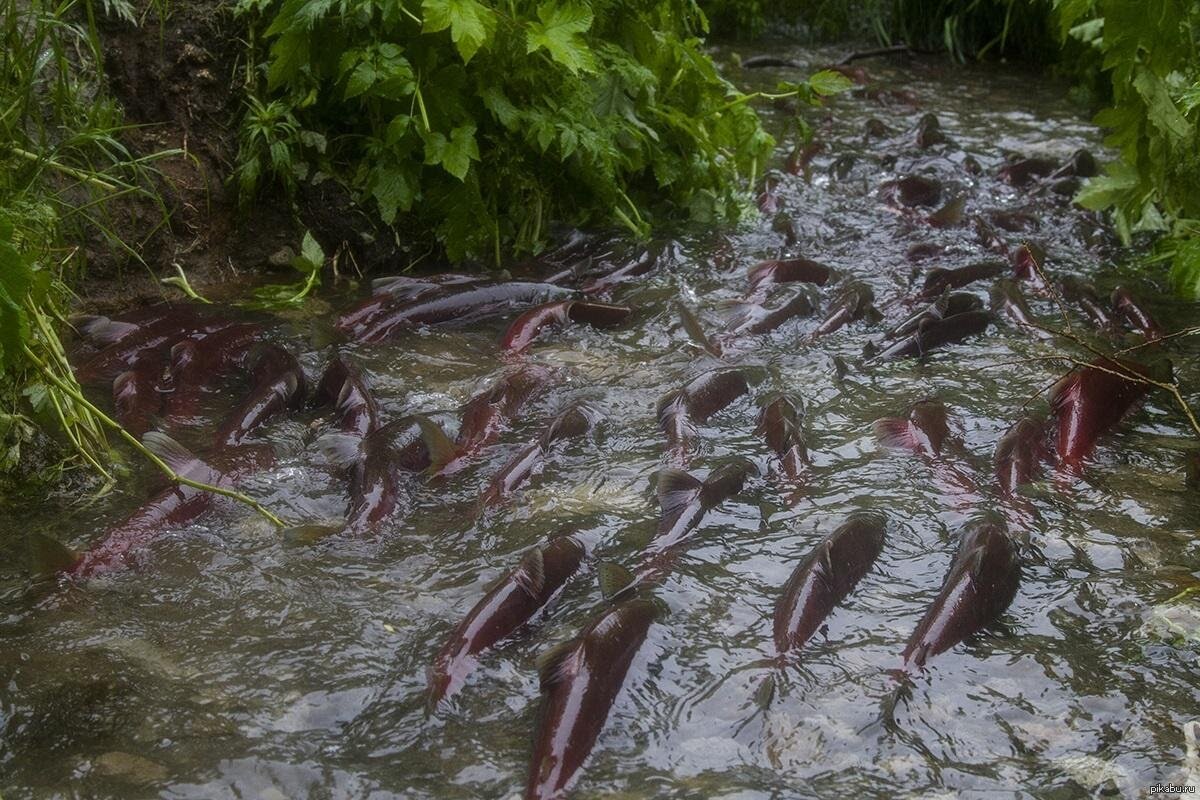 Дальний Восток: нерка идет на нерест