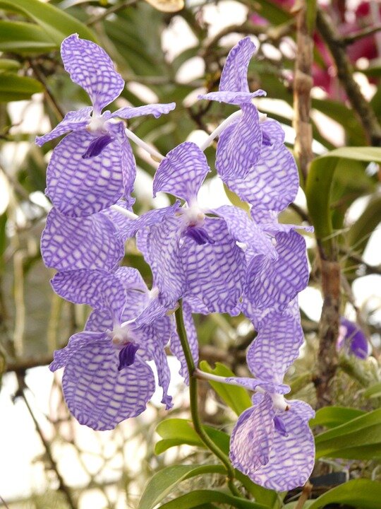 Орхидея Ванда: фото, уход в домашних условиях