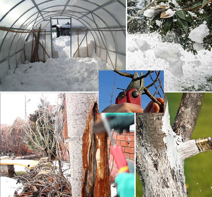 зимняя обрезка плодовых деревьев. работы в саду в феврале. стряхиваем снег с деревьев. сад зимой. сад в снегу.