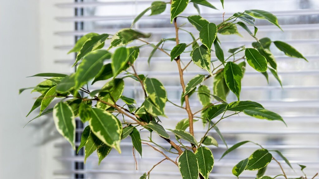 Фотография 1. Фикус бенджамина 