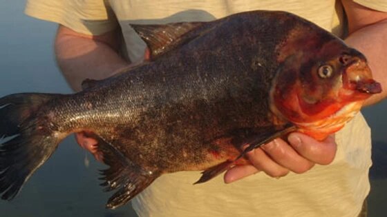 Пиранья из озера Солёное