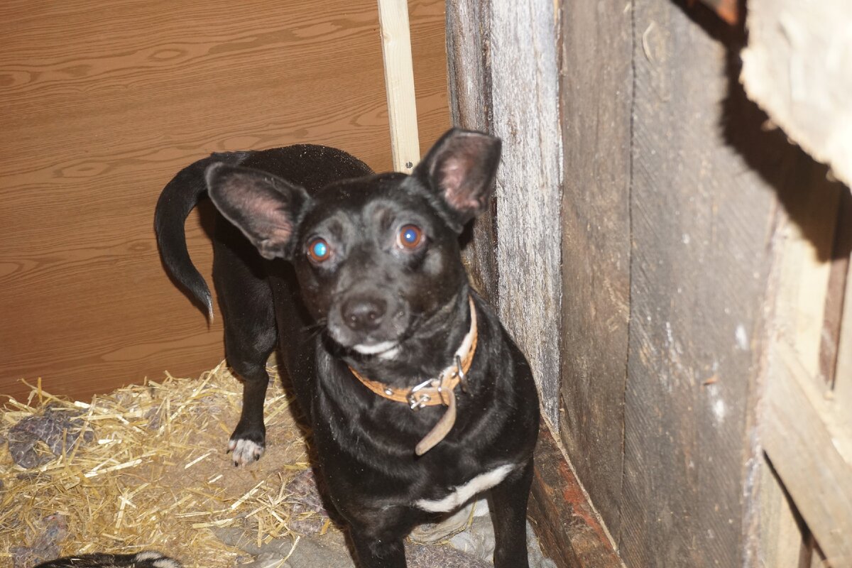 Здравствуйте, уважаемые читатели и подписчики канала!

Хочу познакомить вас с Лолой. Она очень умная и ласковая собака, которая очень любит людей, несмотря на то, что ее выкинули. Лола попала в службу отлова. В пункте передержки много собак и очень мало места, хотя я их выпускаю с вольеров побегать. Но для такого количества собак места мало. Лола по всей видимости полукровка. Помогите ей обрести дом. Служба отлова может выпустить собак на улицу, но от уличной жизни они отвыкли. Им будет крайне трудно.