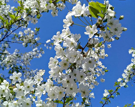 Цветущая вишня. Крым. Фото из личного архива