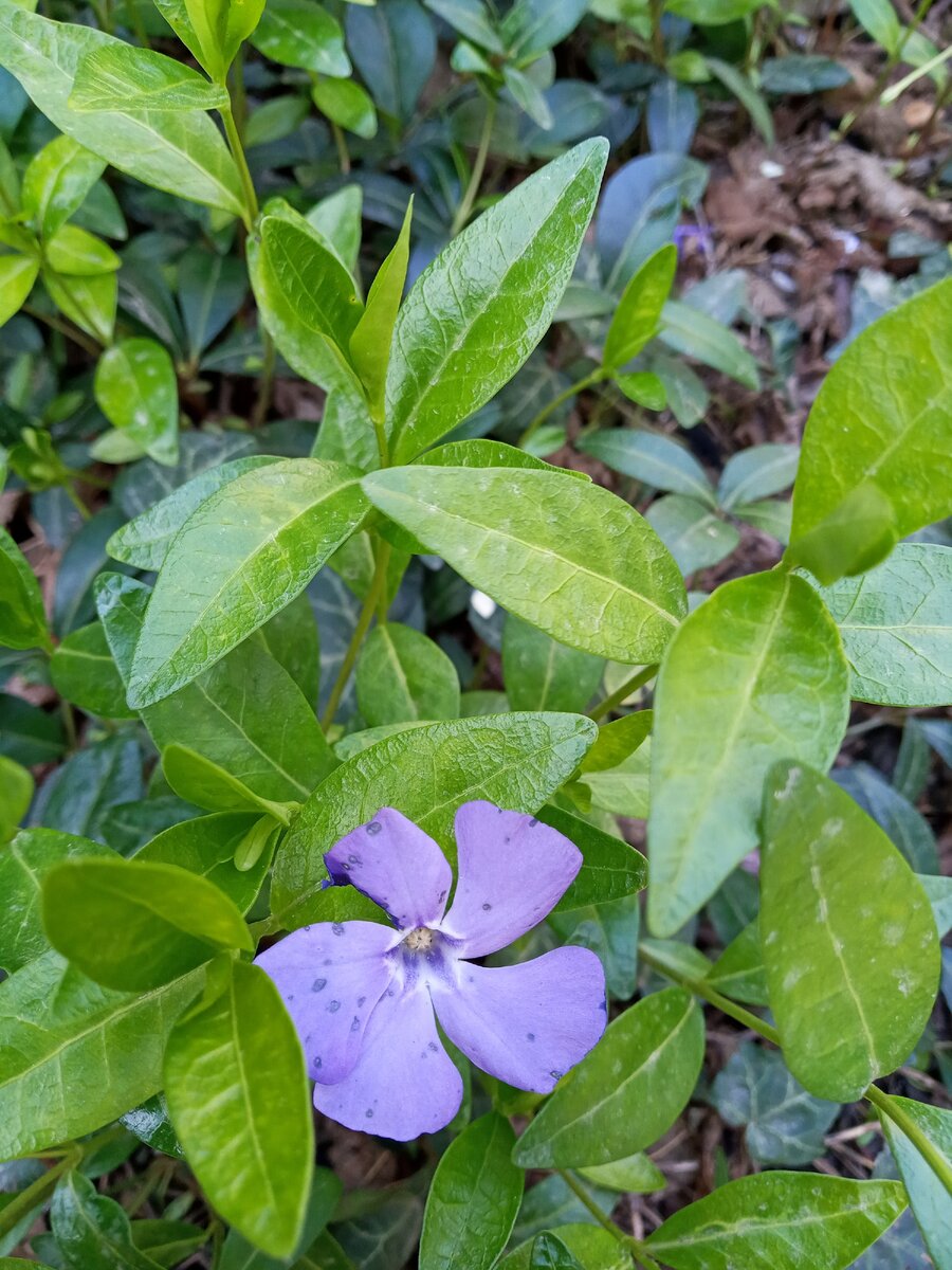 Молодо - зелено