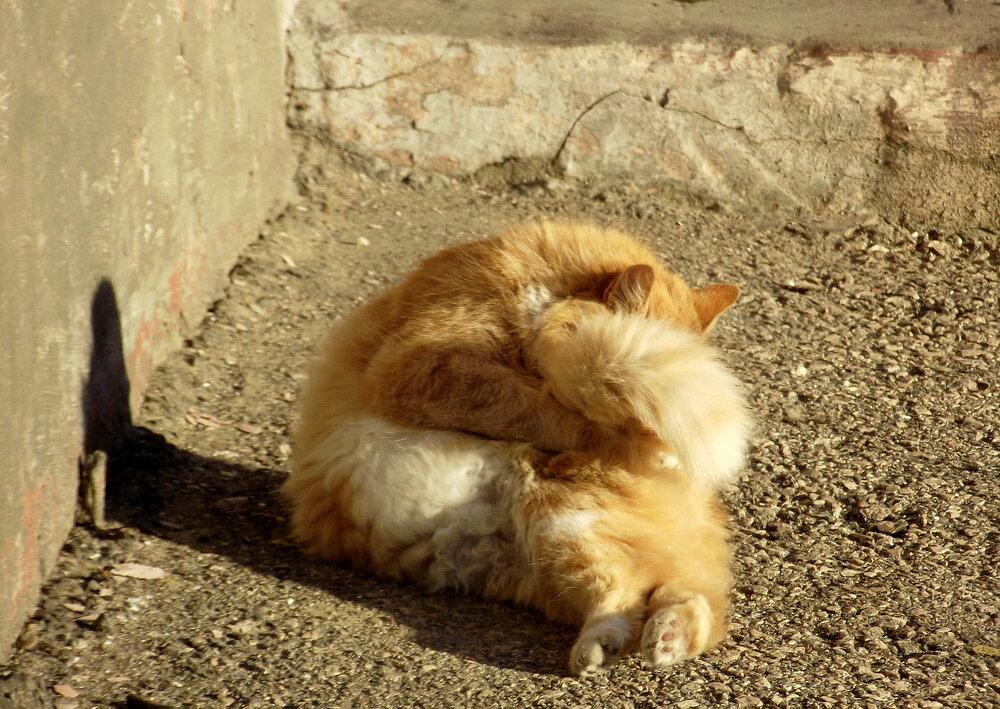 Даже неважно. Брошенный рыжий котенок. Котёнку 5 дней рыжий. Кошка с рыжими волосами. РЫЖЕНЬКИЙКОТЁНОК В руинах.