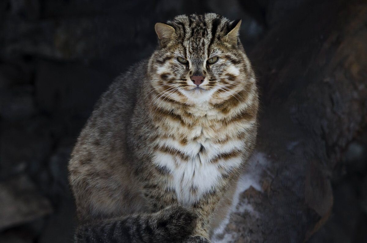 Далекий кот. Европейский Лесной кот камышовый. Амурский Лесной кот. Дальневосточный Лесной кот (Prionailurus bengalensis euptilurus). Дальневосточный Амурский Лесной кот.