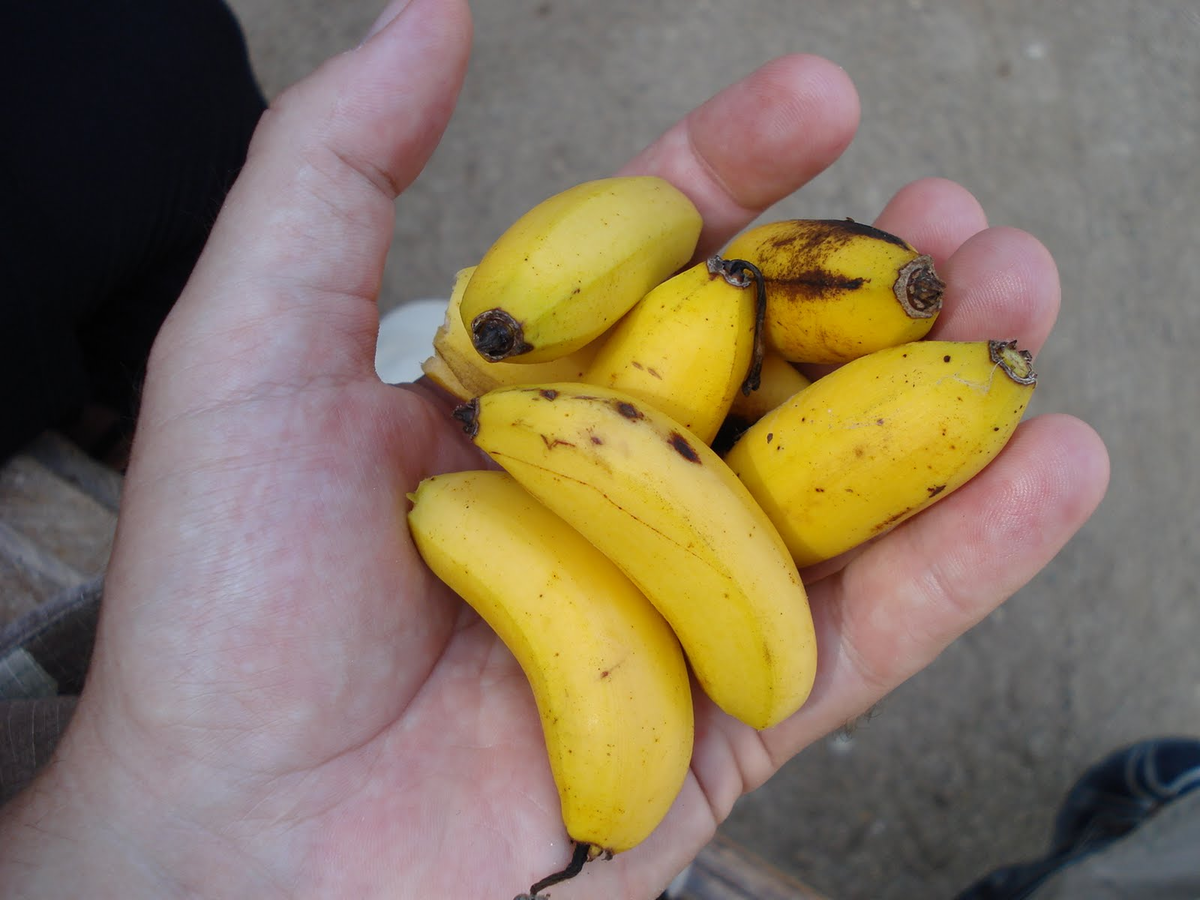 Банановые пальчики. Банан Кавендиш карликовый. Карликовый сорт банана Cavendish. Банан сорт Кавендиш. Банан сорт Пигмей.