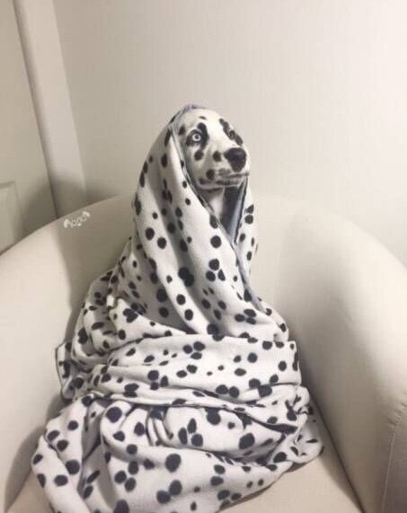 Это очень сложный тест, вам требуется найти собаку