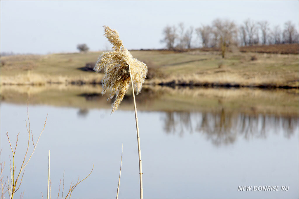 Композиция с метёлкой тростника