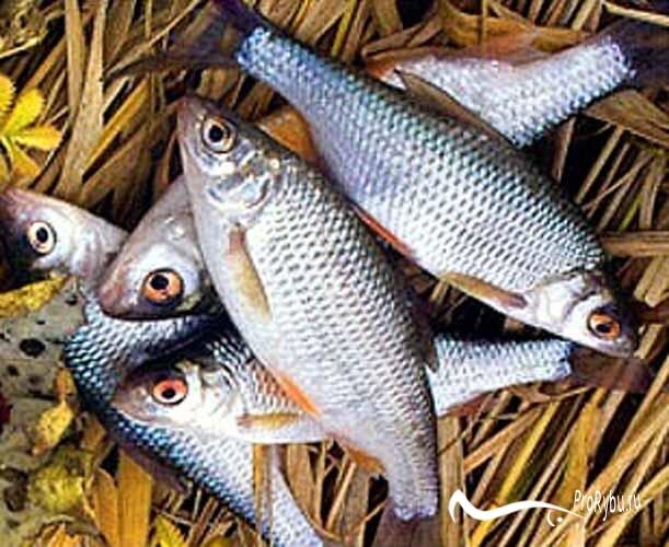 Фото взято из открытых источников 