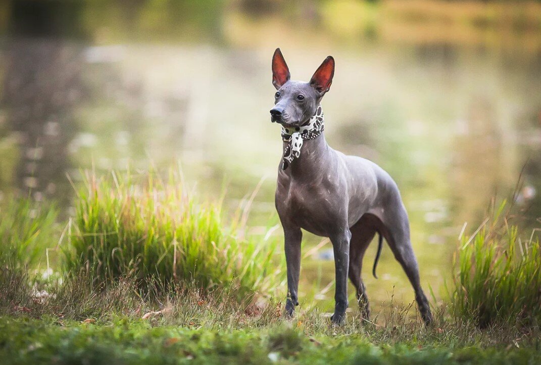 Xoloitzcuintle. Мексиканская собака ксолоитцкуинтли. Ксоло Мексиканская хохлатая. Порода лысых собак ксолоитцкуинтли. Ксолоитцкуинтли жесткошерстная.