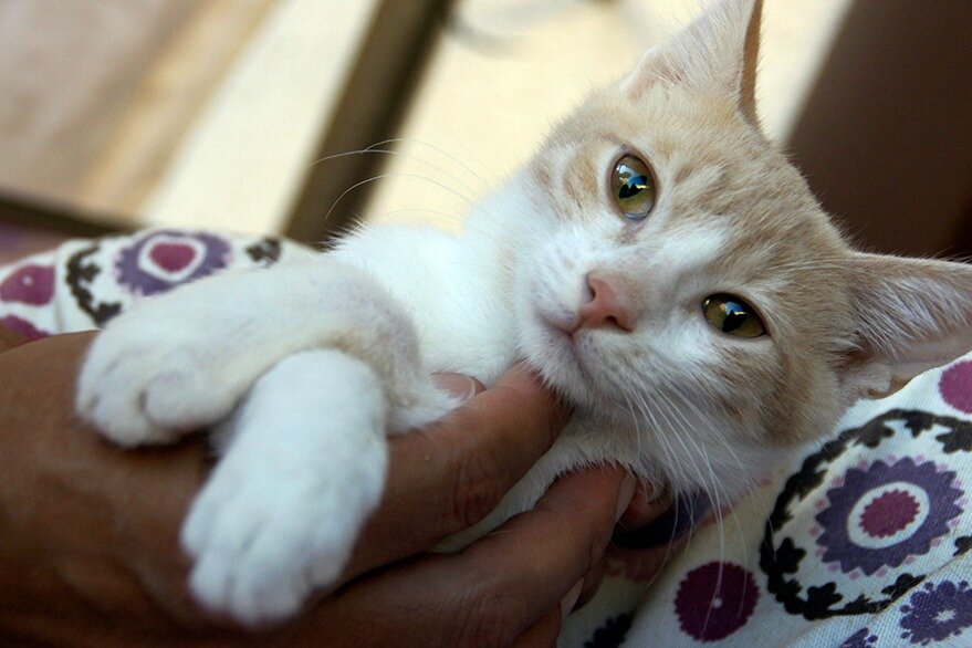 Кот Бориска