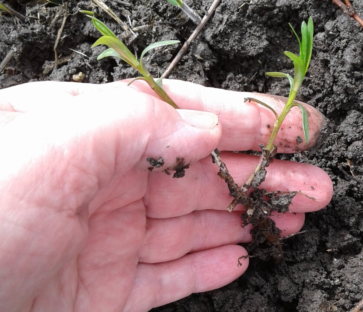 Уже готовая корневая система приживётся на "раз"