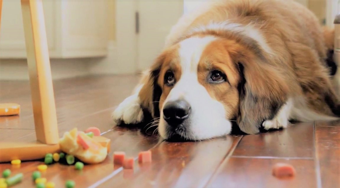 Собака с едой