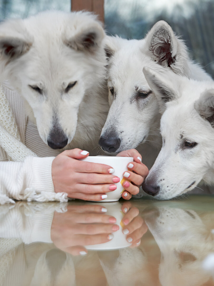 Всем тепла и добра. Фото Дины Жилинской. На фото Харти, Айрон и Ася
