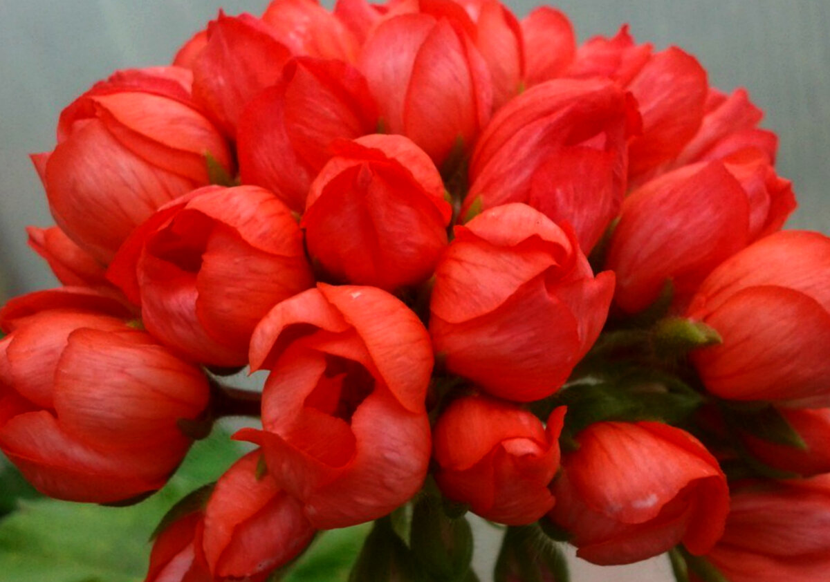 Пеларгония тюльпановидная Red pandora 