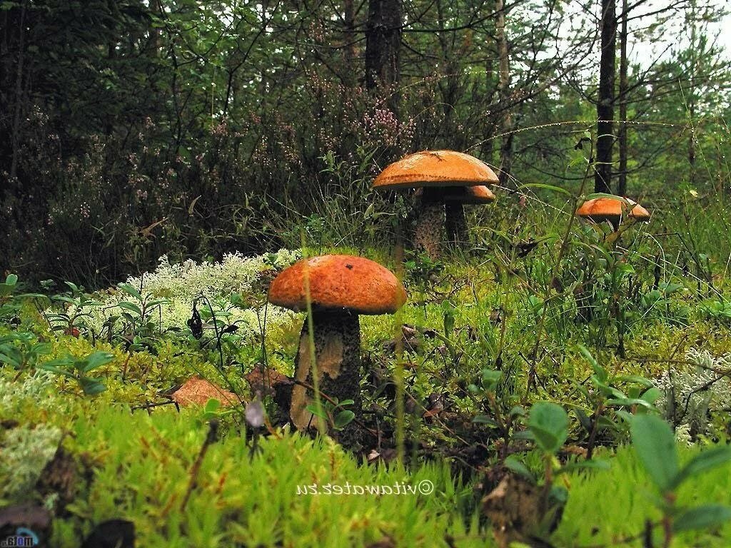 Яндекс Картинки  