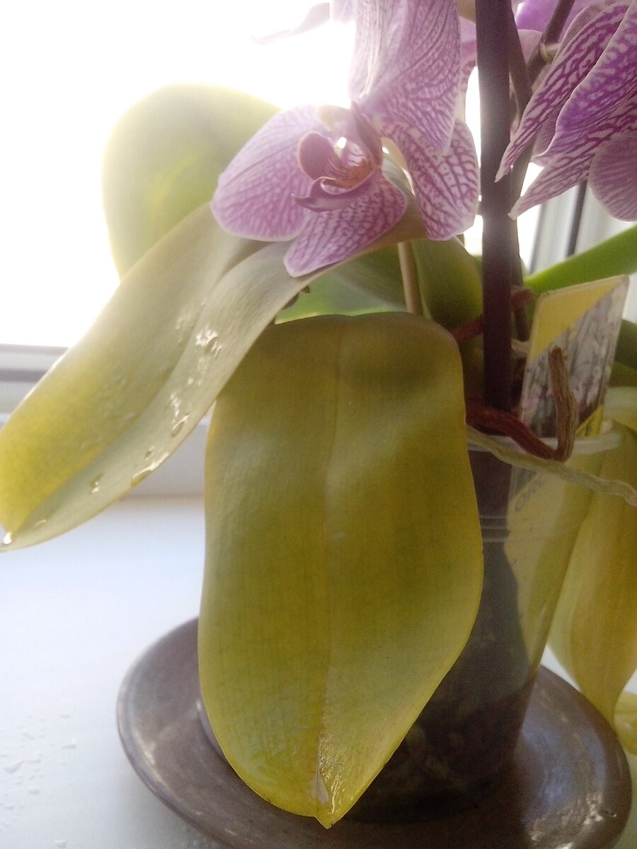 Признаки обильного полива