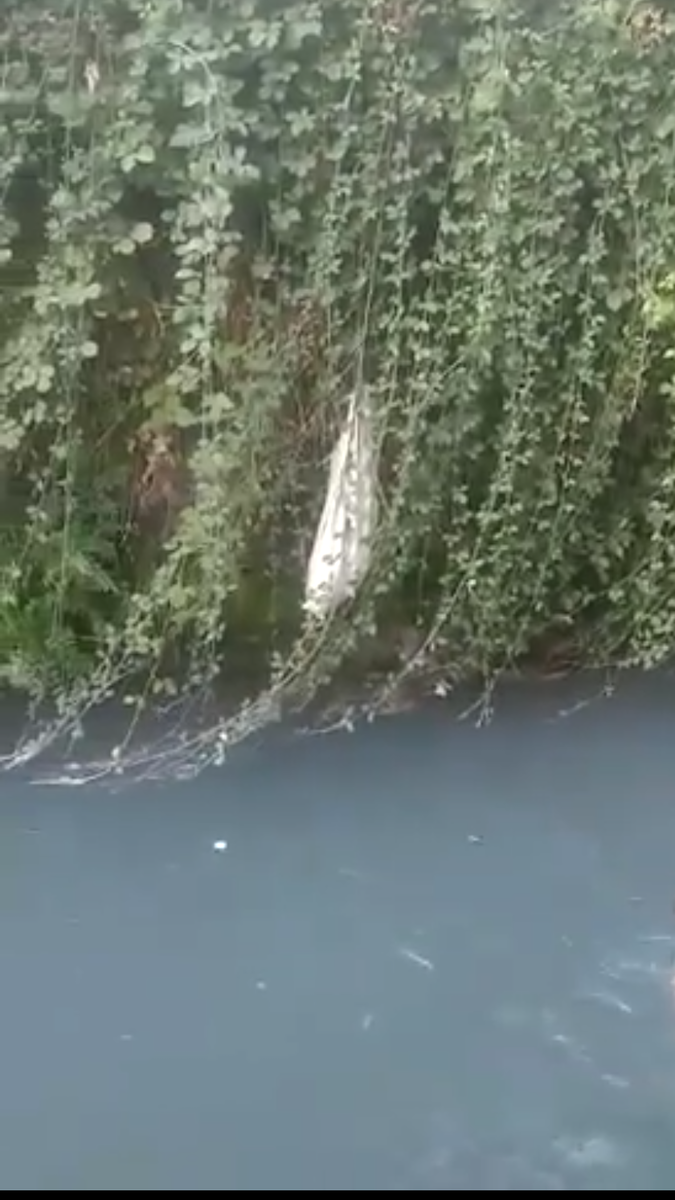 Вот это мешок, крепко запутался в колючих зарослях.