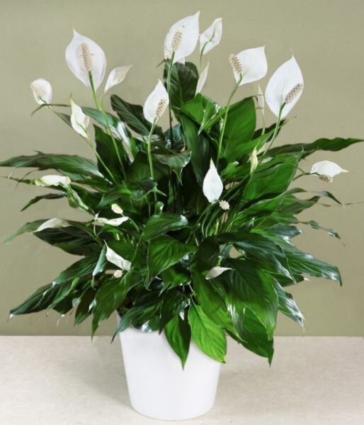 https://www.pinterest.ru/pin/643522234237763280/