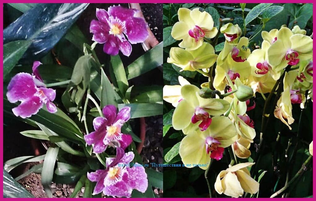 Две орхидеи "Аптекарского огорода"