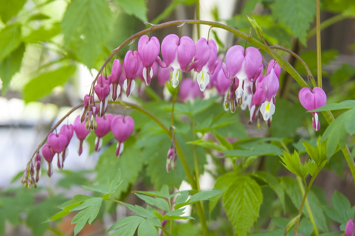 Дицентра великолепная - очень выигрышное растение для тенистого сада