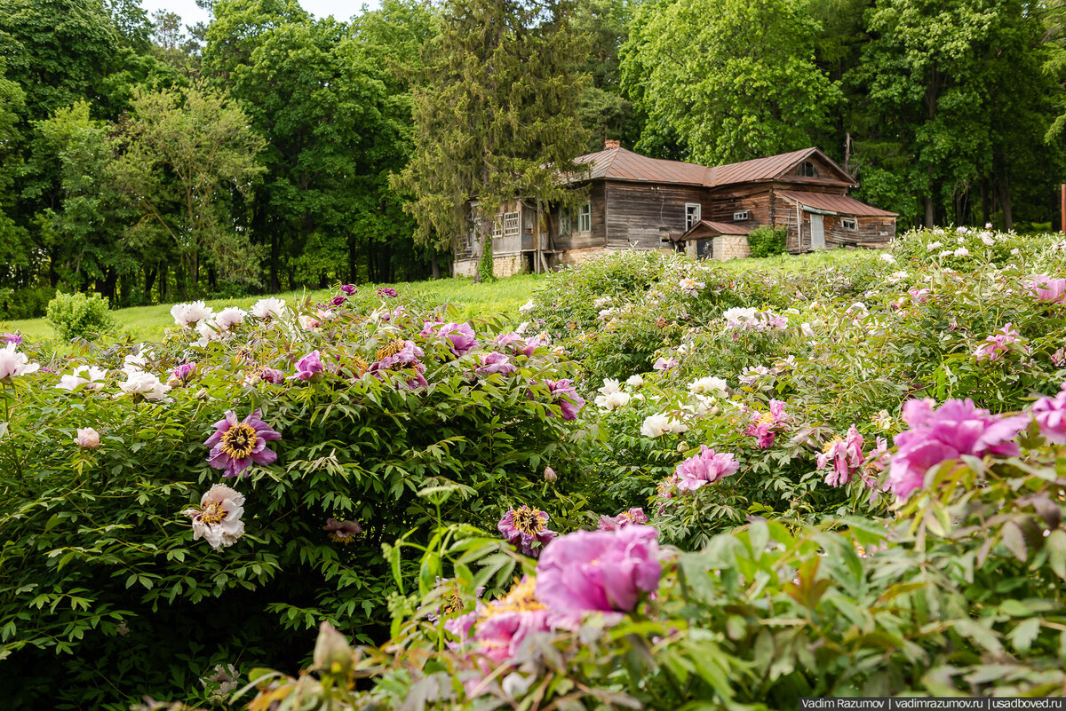 2. Волшебные древовидные пионы на фоне дома, который исследователи называют бывшим главным домом усадьбы Барсуково.

