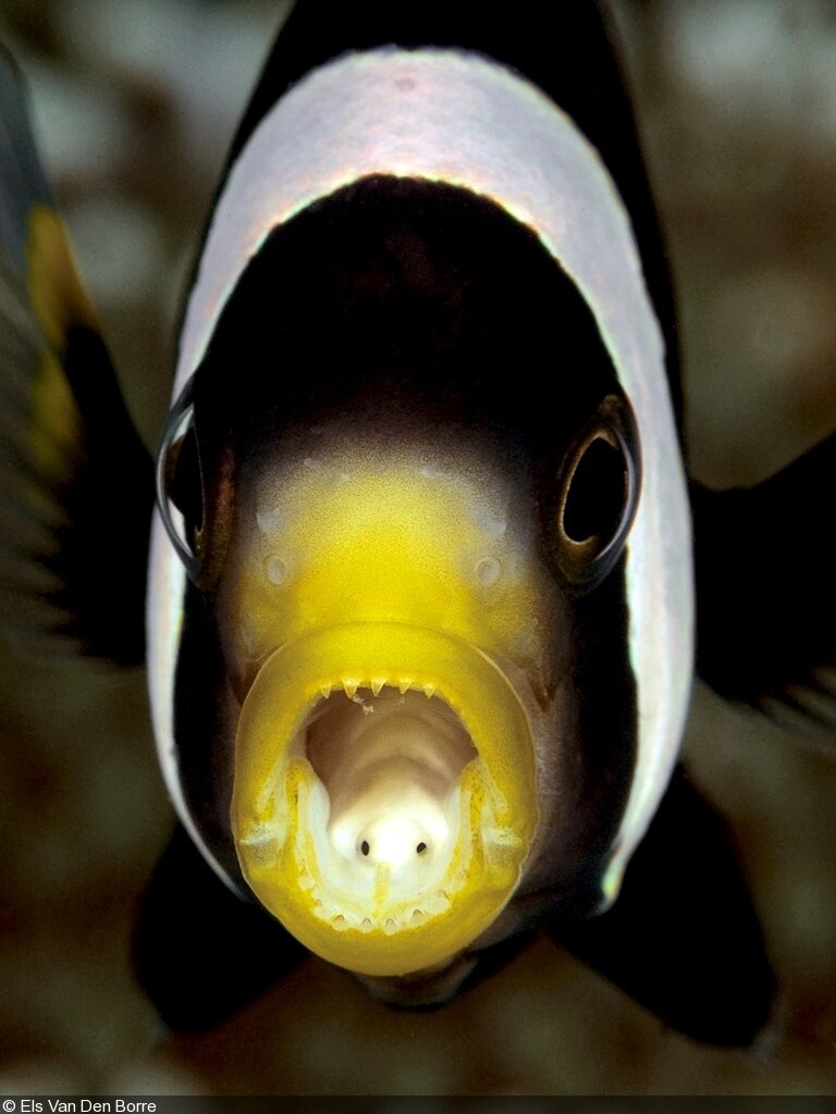 Рыбы-клоуны - частые носители языкового паразита. Фото ©Els Van Den Borre с сайта divephotoguide.com, сделано в проливе Лембех (Lembeh Strait), Северный Сулавеси, Индонезия.